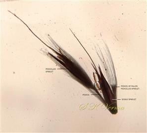  Spikelet pair